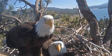 Eggs Of 2 California Bald Eagles Likely Won T Hatch Us Forest Service