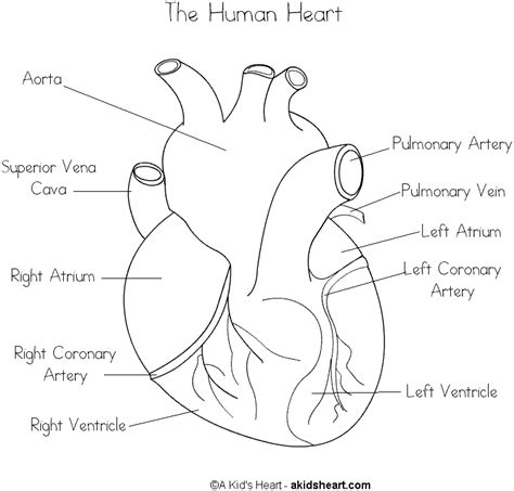 parts   heart worksheets human hearts  labels  print
