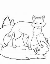 Coloring Pages Animals Polar Arctic Color Printable Print Getcolorings sketch template