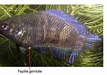 Afbeeldingsresultaten voor Pseudophichthys splendens Anatomie. Grootte: 156 x 110. Bron: aquario-et-betta.blogspot.com