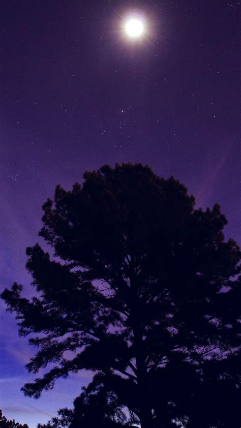 nj68 one star shine night dark blue sky wood purple wallpaper