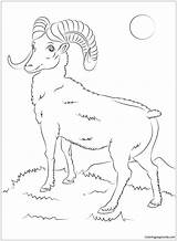 Sheep Coloring Mountain Bighorn Pages Printable Drawing Color Online sketch template