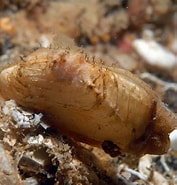 Afbeeldingsresultaten voor "hiatella Arctica". Grootte: 177 x 185. Bron: www.habitas.org.uk