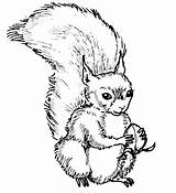 Squirrel Coloring Pages Printable Kids sketch template