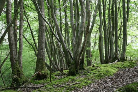 stock  rgbstock  stock images eerie woodland