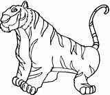 Harimau Mewarnai Tigre Carnivoros Hewan Tygrysy Colorir Kolase Kolorowanki Herbivoros Dibujar Tygrys Kolorowanka Marimewarnai Tigres Cubs Coloriages Stampare Coloriage Wydrukowania sketch template