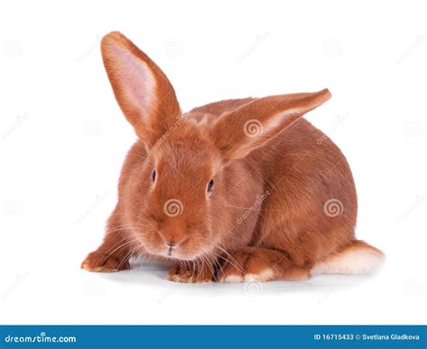 red rabbit stock image image  flora animals portrait