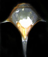 Afbeeldingsresultaten voor "diacria Maculata". Grootte: 155 x 185. Bron: v3.boldsystems.org