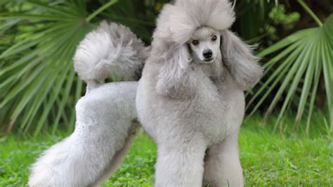 wallpaper poodle grey grass cute animals animals