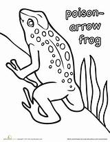 Poison Frog Dart Designlooter sketch template