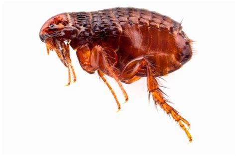 your home is set to be invaded by sex crazed super fleas thanks to