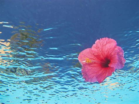 Hibiscus By The Sea A Collection Of Other Ideas To Try