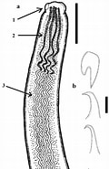 Afbeeldingsresultaten voor "octobranchus Floriceps". Grootte: 120 x 185. Bron: www.researchgate.net