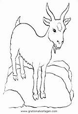 Steinbock Tiere Animali Malvorlage Schafe Verschiedene Gratismalvorlagen 1522 Kategorien sketch template