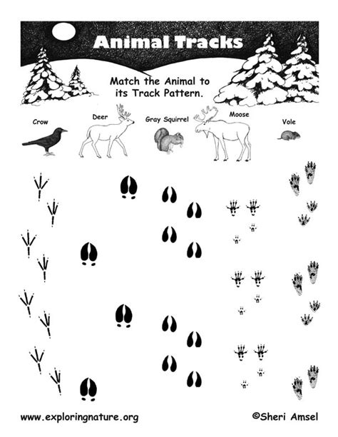 match  animal   tracks pattern general exploring nature