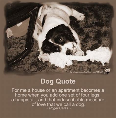 inspiring quotes  dogs