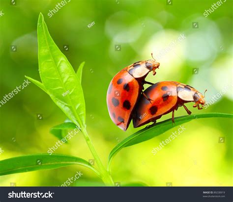 Lovemaking Ladybugs Couple On Tea Leaf Stock Illustration