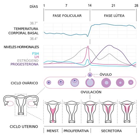 fases del ciclo menstrual tu canal de salud porn sex picture