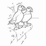 Puffin Coloring Pages Puffins Cliff Atlantic Sheet 36kb 230px sketch template