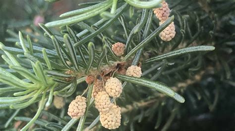 The Male Pine Cone Or Pollen Producing Part Of A Conifer