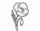 Poppy Flower Coloring Flowers Coloringcrew sketch template