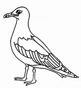Bird Gaviota Gaviotas Pintar Gabiota Imagui Salvajes Maestra Seagull Utah Dibulo Clipartmag sketch template
