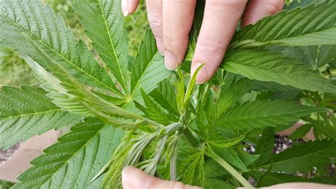 identifying male  female cannabis plants  ethnobotanical garden
