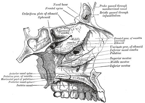 anterior nasal spine wikidoc