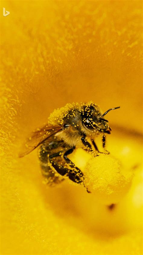 pollen covered honey bee  pumpkin flower  konrad wortheminden