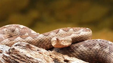 tragic    snake drama   week  pet viper bites