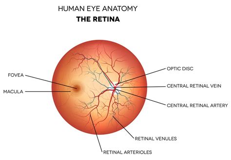 glaucoma faqs  definitions glaucoma associates  texas