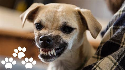 linguagem canina aprenda  falar   seu cachorro curso  brasil