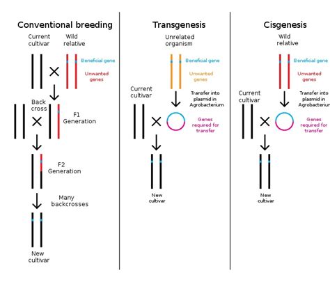 What Is The Difference Between Transgenic And Cisgenic Pediaa