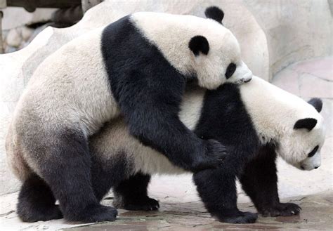 thailand s sex shy giant panda dies aged 19 environment