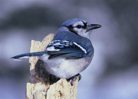 bird sounds  songs   blue jay   farmers almanac