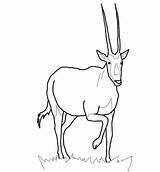 Oryx Coloring Gemsbok Arabian Pages Antelope Printable Drawing Realistic Designlooter Drawings Categories Paper Color Supercoloring 12kb 1200 sketch template