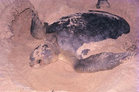 flatback sea turtle facts
