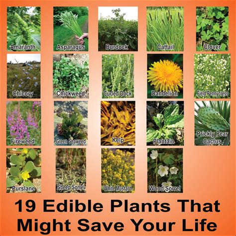 huge list  edible plants  weeds  survival offgridhub
