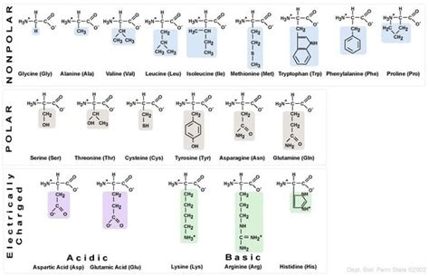 amino acid  polar  nonpolar quora