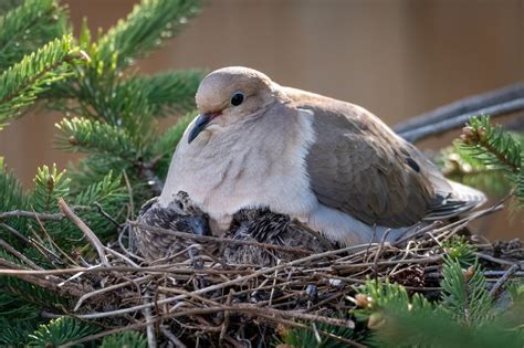 content   cottage morning dove nesting