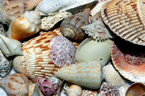 beach shells  stock photo public domain pictures