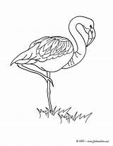 Flamant Colorear Hellokids Flamingos Ausmalen Coloriages Aves Oiseau Fabuleux Getdrawings Farben sketch template