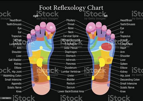 foot reflexology chart black description stock illustration download