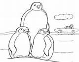 Coloring Penguin Family Penguins Coloringcrew Pages sketch template