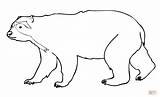 Bear Spectacled Andean Coloring Pages Drawing Designlooter Silhouettes 628px 85kb 1024 sketch template