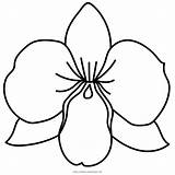 Orchid Coloring Pages Clipart Printable Kids Color Getcolorings Webstockreview Comments sketch template