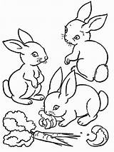 Lapin Coloriage Kolorowanki Bunny Marchewka Rabbits Bunnies Lapins Imprimer Coloriages Belier Balade Dzieci Enfant Promenade Colornimbus Disimpan sketch template