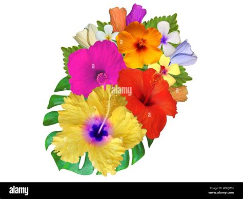 hibiscus   colors   varieties stock photo alamy