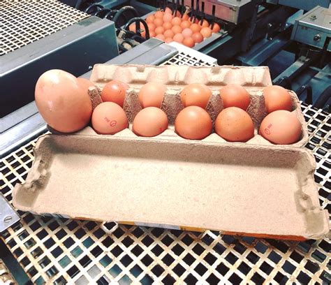 ginormous egg   smaller egg    blogs  ene
