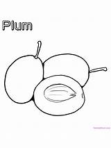 Plum Plums Peaches Rosaceae Belong Apricots sketch template